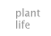 - Plant Life